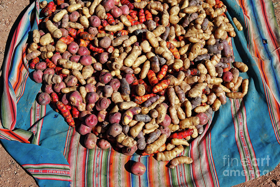 Andean potato varieties and textile Photograph by James Brunker