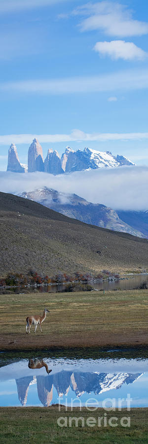 Andes and Guanaco Photograph by Patrick Nowotny