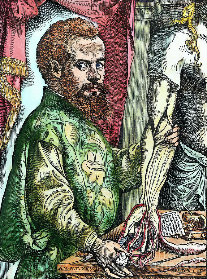 Andreas Vesalius Painting by Granger