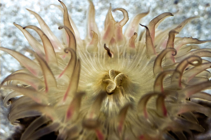 Sea Anemone #5 Photograph by WAZgriffin Digital
