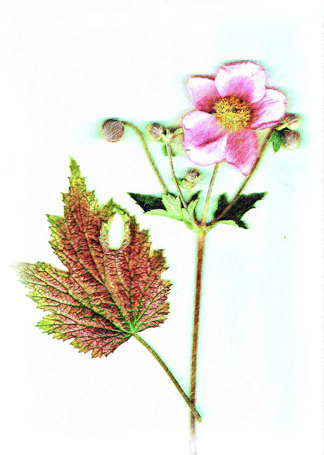 Anemone and Leaf Digital Art by Richard Ortolano