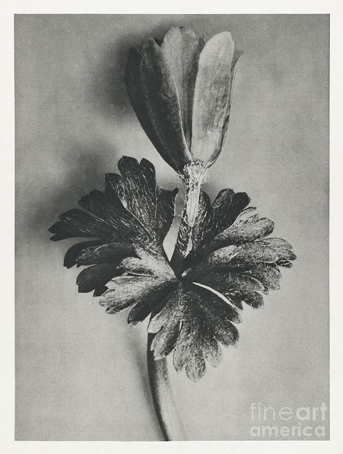 Anemone Blanda Windblume enlarged 8 times from Urformen der Kunst 1928 by Karl Blossfeldt. Painting by Shop Ability