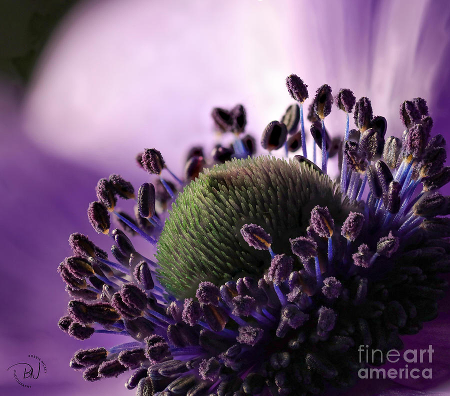 Flowers Still Life Photograph - Anemone by Bobbie Nickey