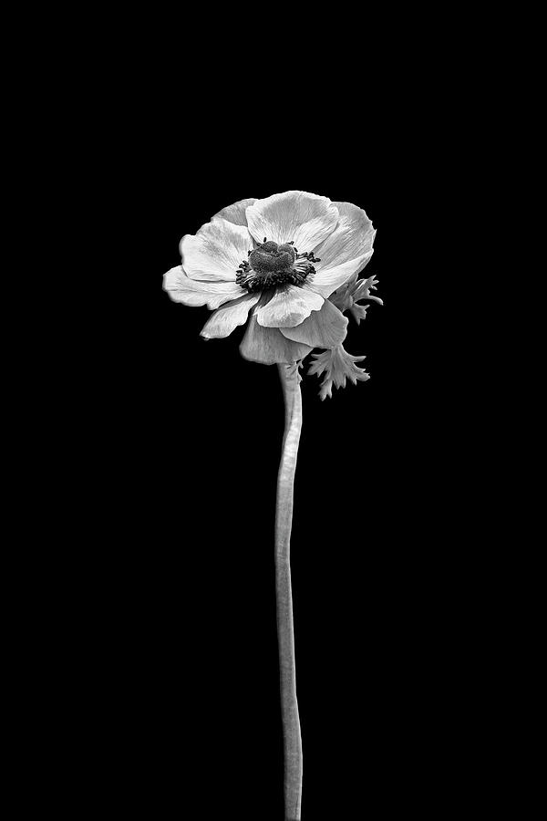 Anemone coronaria - dark design  Photograph by Melanie Viola