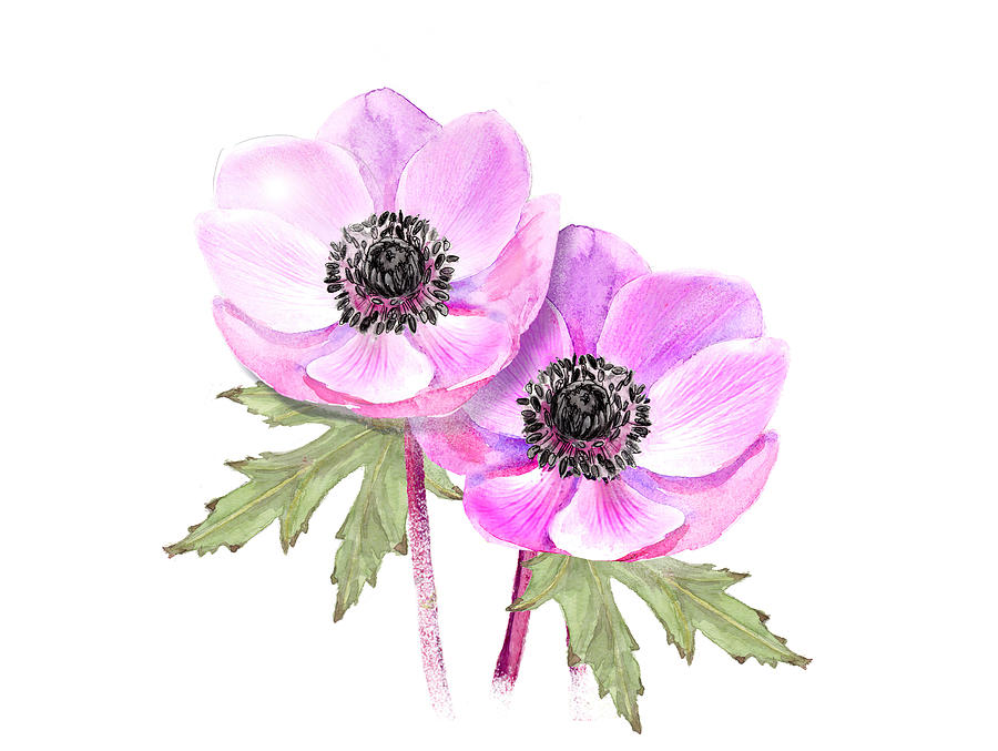 Anemone Drawing Digital Art by Terry Davis