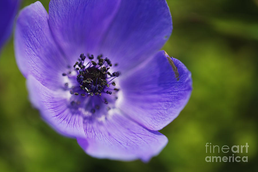 Anemone Flower Blue Photograph by Joy Watson
