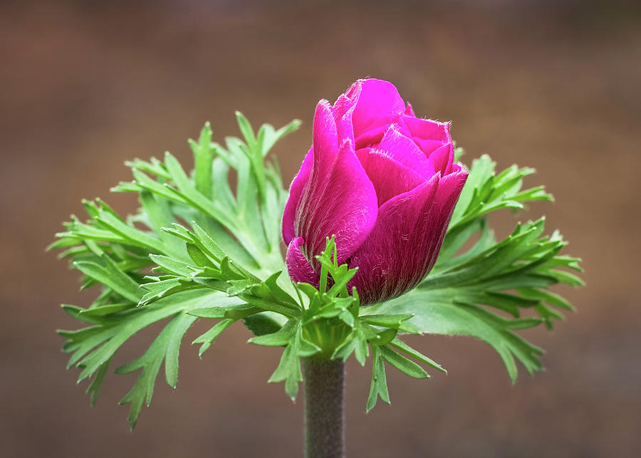 Anemone Flower Bud Photograph by Elvira Peretsman