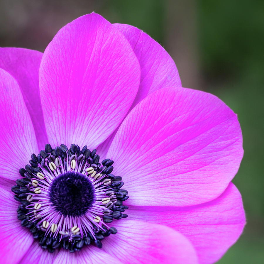 Anemone Flower Closeup Photograph by Elvira Peretsman