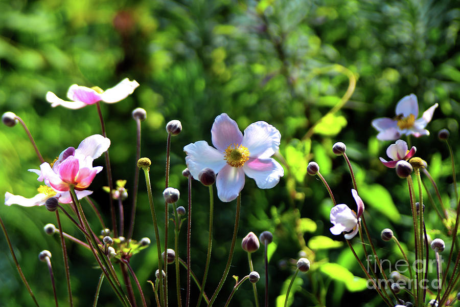 Anemone Flower Photograph by Doc Braham