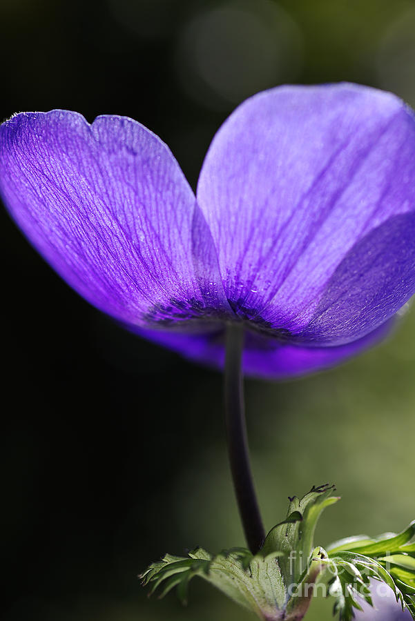 Anemone Flower Photograph by Joy Watson