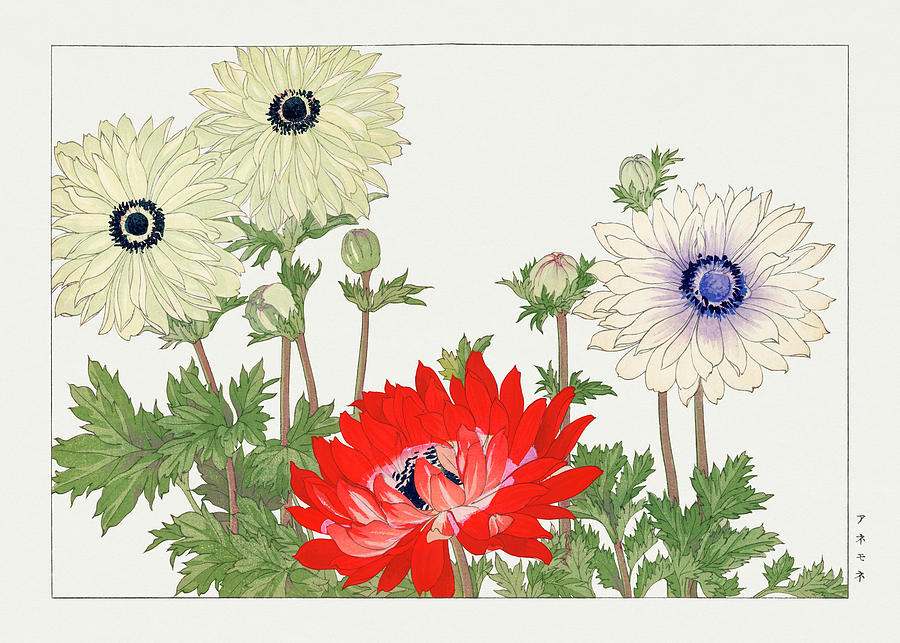 Anemone Flower - Ukiyo e art - Vintage Japanese woodblock art - Seiyo ...