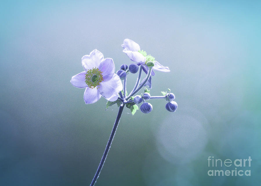 Anemone Flowers and buds Photograph by Charline Xia