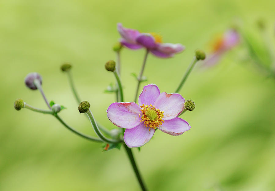Anemone Flowers II Photograph by Cate Franklyn