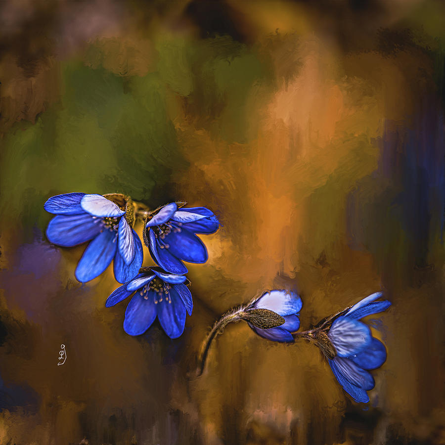 Anemone hepatica #k9 Mixed Media by Leif Sohlman