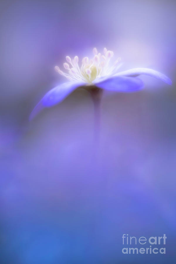 Anemone Hepatica Photograph