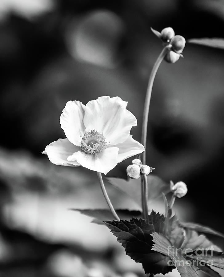 Anemone In Black And White Photograph