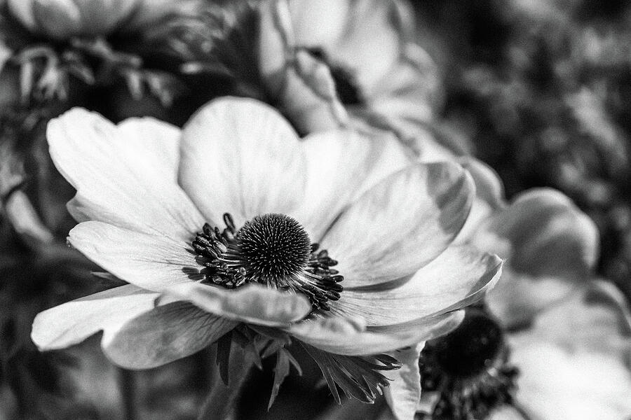Anemone in Black and White Photograph by Tanya C Smith