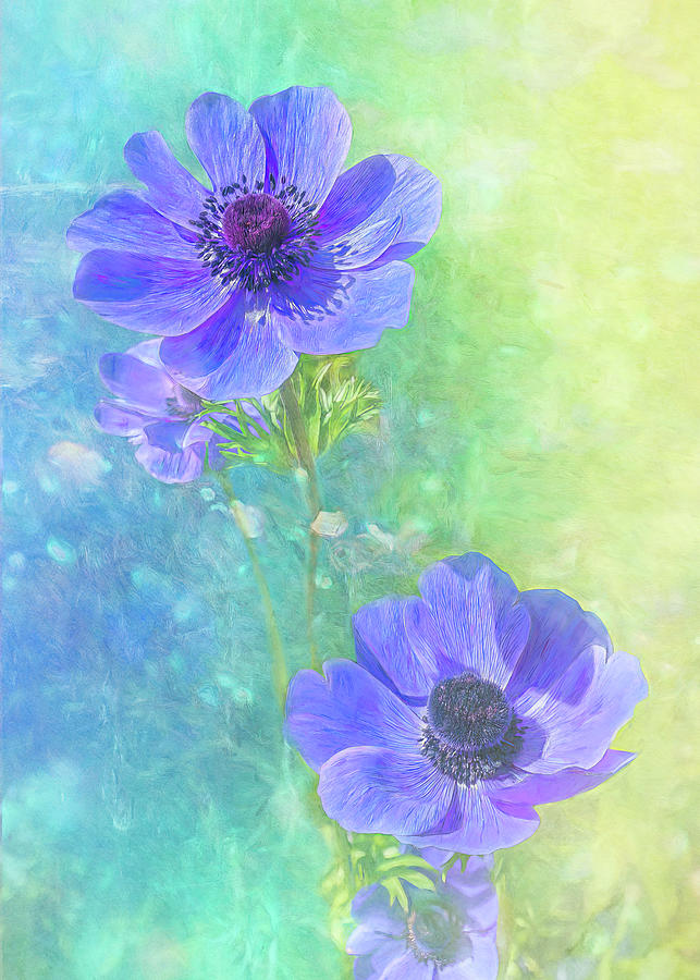 Anemone in Blue Photograph by Sue Leonard