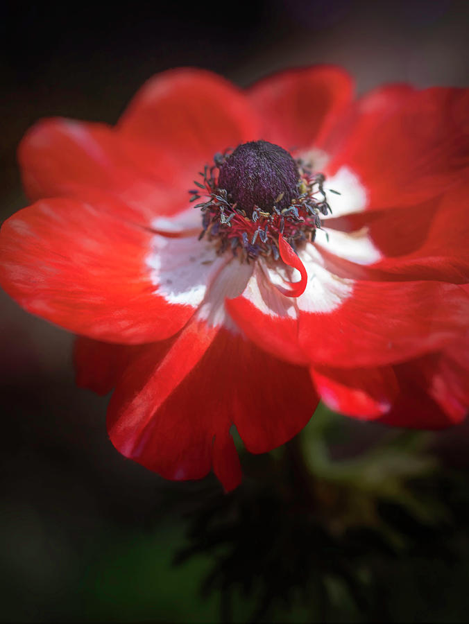 Anemone in the Limelight Photograph by Teresa Wilson