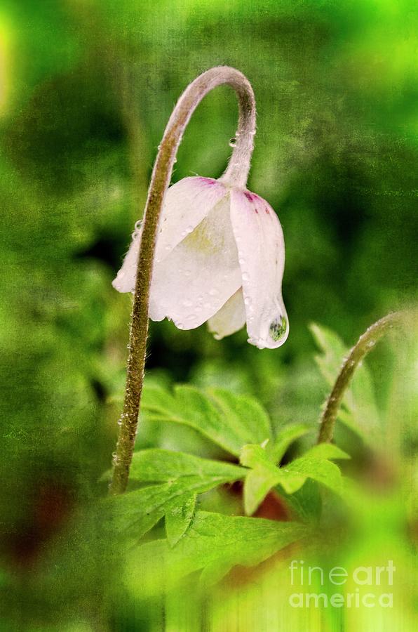 Anemone In The Rain Photograph
