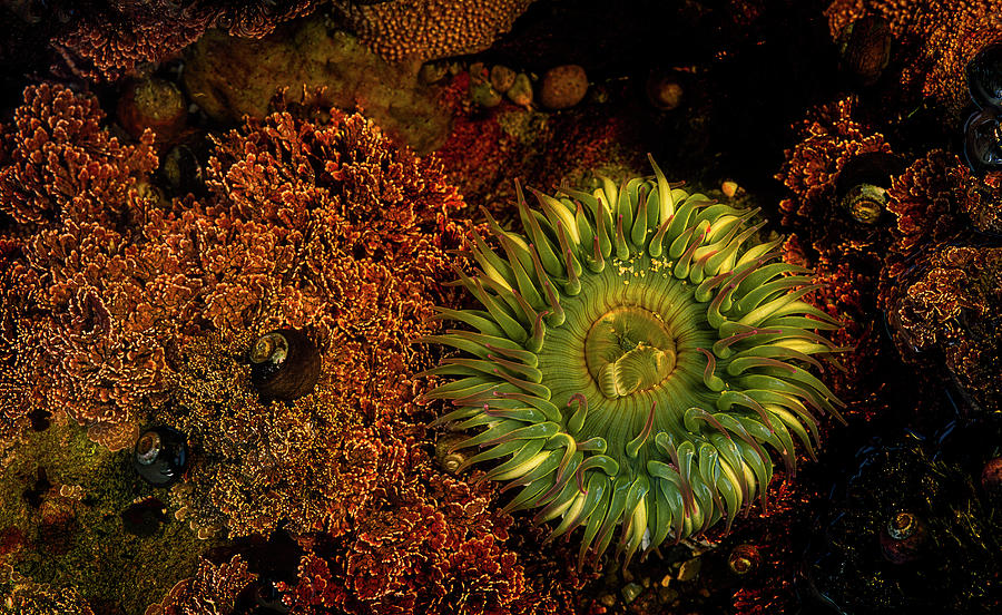 Anemone in Tide Pool TP5971 Photograph by Mark Graf
