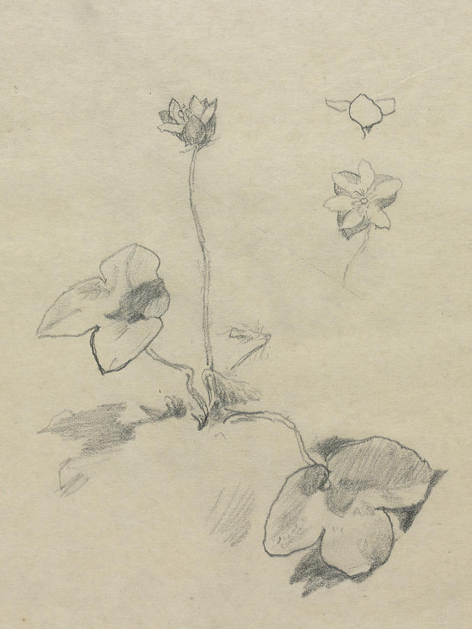 Anemone Drawing by John LaFarge