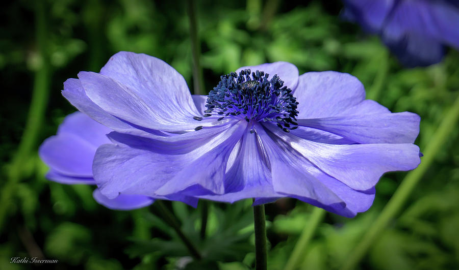 Anemone Photograph by Kathi Isserman