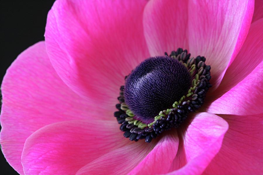 Anemone Pink Photograph by Julie Powell