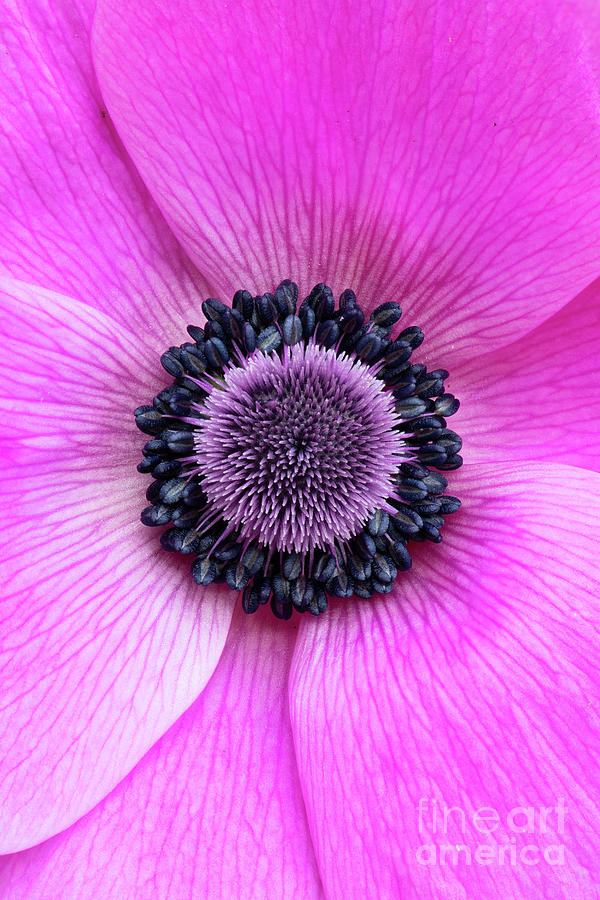 Anemone Pink Photograph by Tim Gainey
