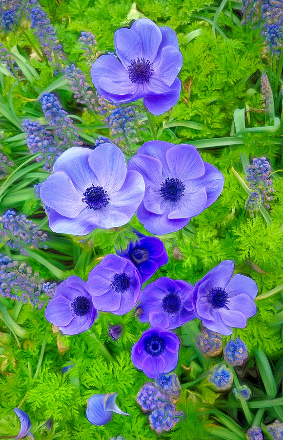 Anemone Poppies and Grape Hyacinth Digital Art by Susan Hope Finley