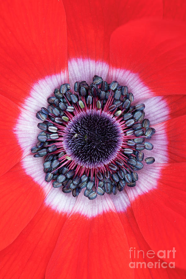 Anemone Red Photograph by Tim Gainey