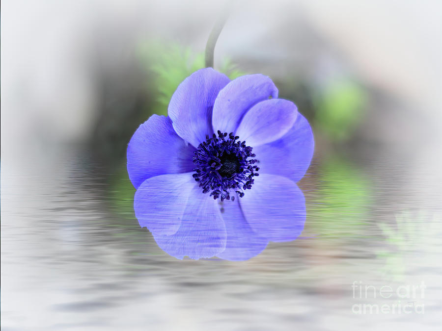 Anemone Reflection Photograph by Elaine Teague