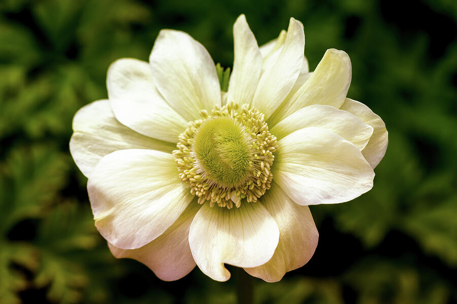 Anemone Photograph by Tanya C Smith