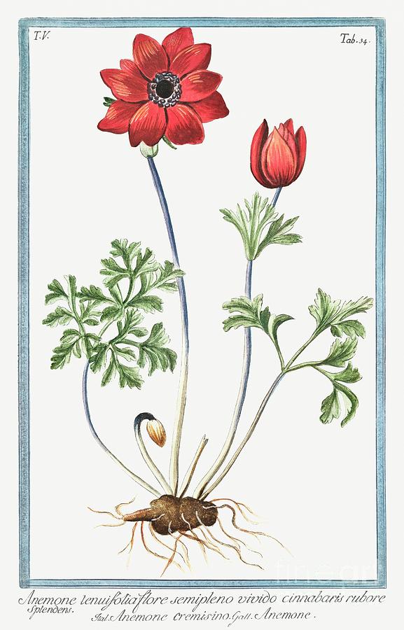 Anemone tenuifolia flore semipleno vivido cinnabaris rubore splenoens, Anemone cremisino Anemone c Painting by Shop Ability