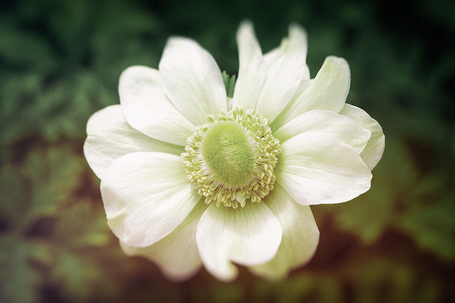 Anemone Vintage Fade Photograph by Tanya C Smith