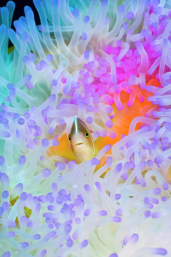 Anemonefish 1 Photograph by Tanya G Burnett