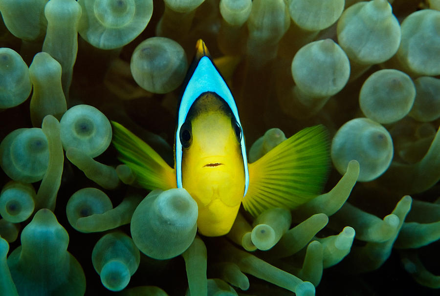 Anemonefish Photograph by Miguel Angelo Silva