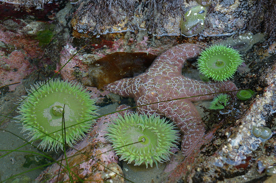 Anemones and eel grass in a tidepool at Tonquin Beac Photograph by Kevin Oke