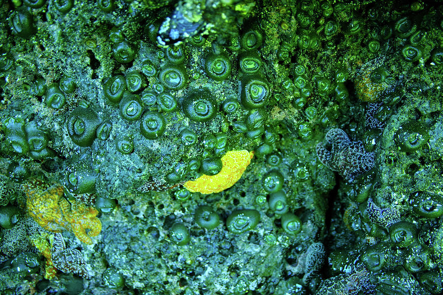 Anemones And Starfish Photograph