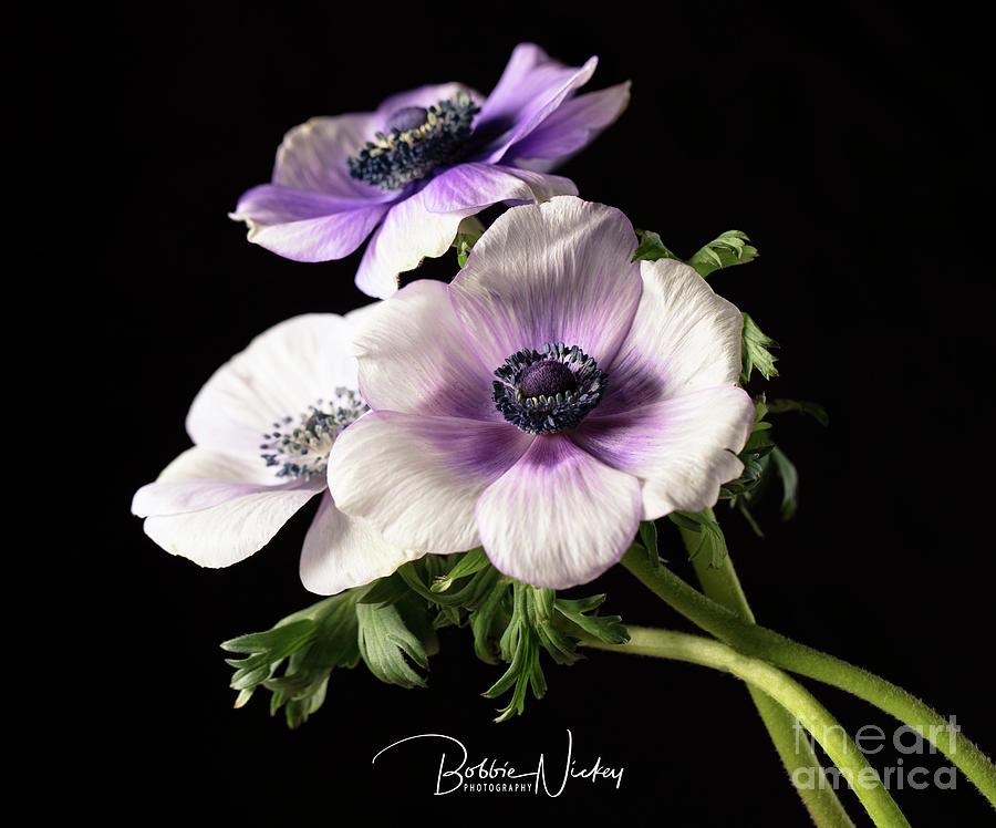 Flower Photograph - Anemonoe trio by Bobbie Nickey