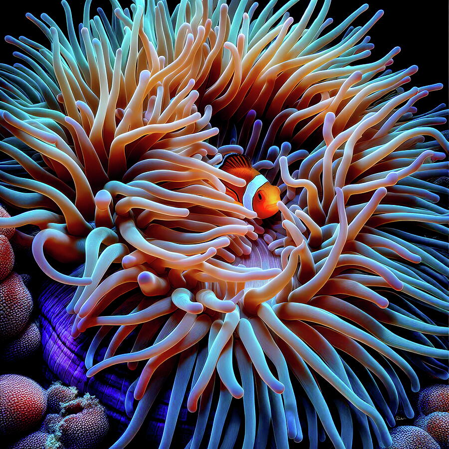 Anenome Sanctuary for One Cute Percula Clownfish Digital Art by Russ Harris