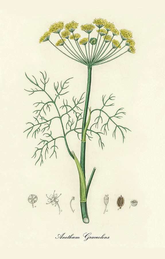 Nature Digital Art - Anethum Graveolens - Dill -  Medical Botany - Vintage Botanical Illustration - Plants and Herbs by Studio Grafiikka