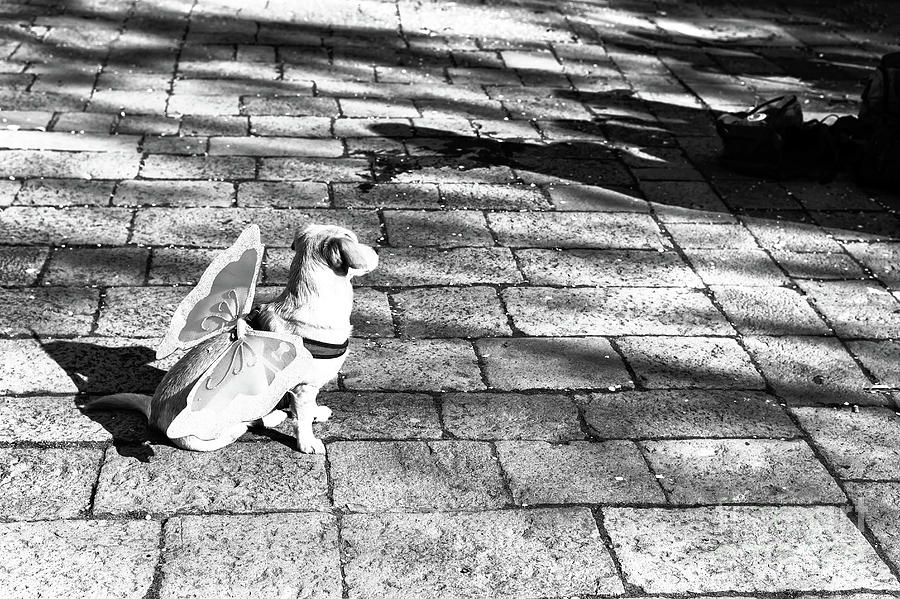 Angel Dog in Venice Photograph by John Rizzuto