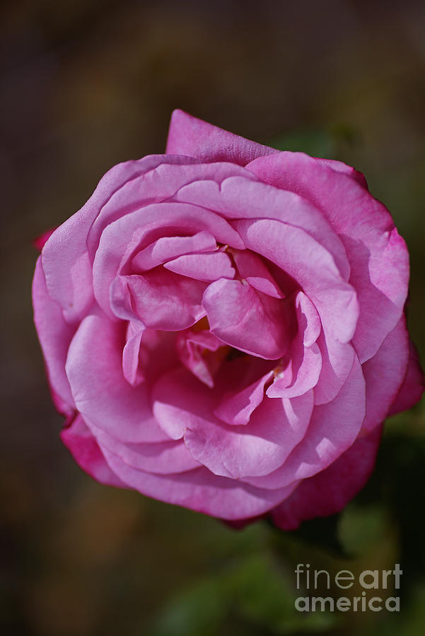 Angel Face Pink Rose Photograph by Joy Watson