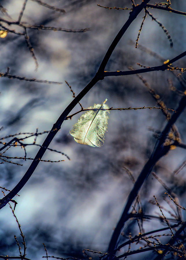 Tree Photograph - Angel Feather by Bob Orsillo