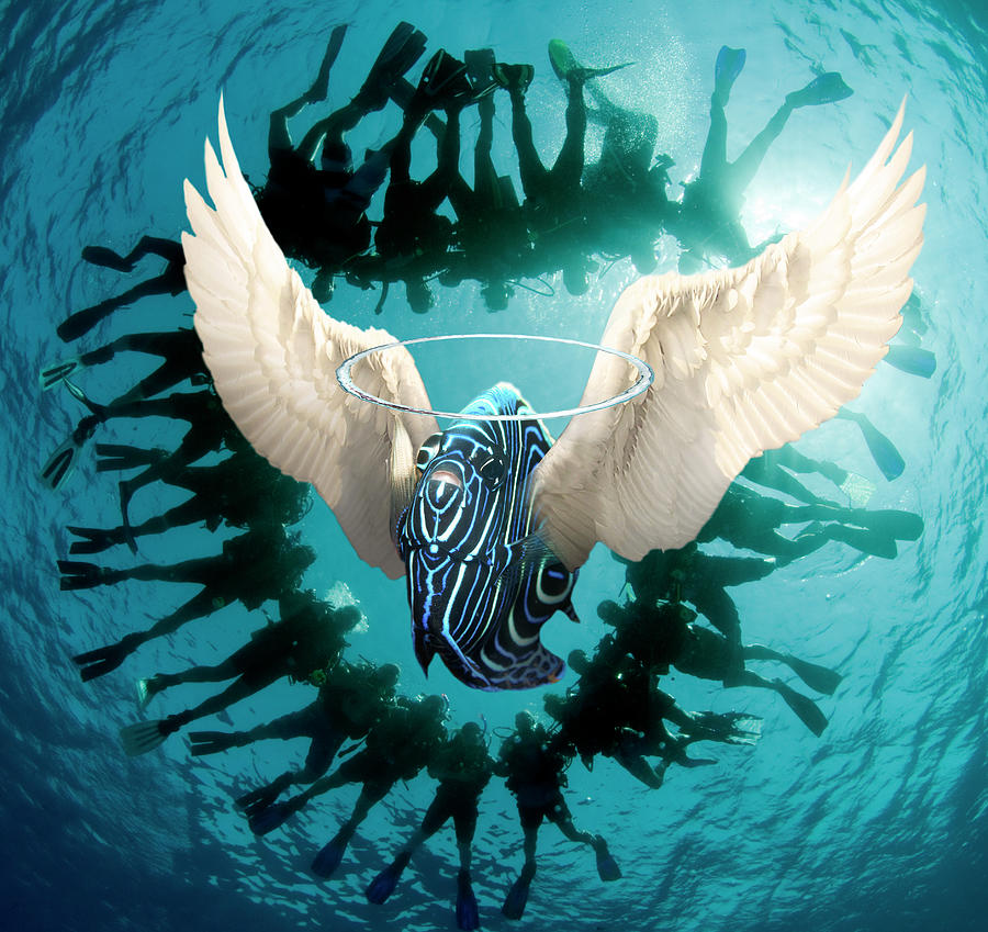 Angel Fish 2 Digital Art by Dray Van Beeck