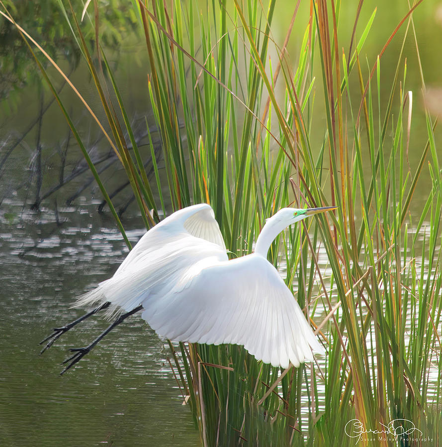 Angel In The Marsh Photograph by Susan Molnar