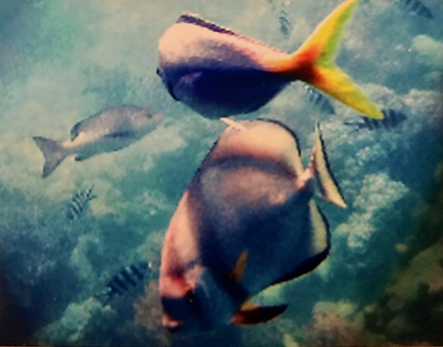 Angel Fish Photograph - Angel in the Sea by Diane Sleger Angel Fish Photograph - Angel in the Sea by Diane Sleger