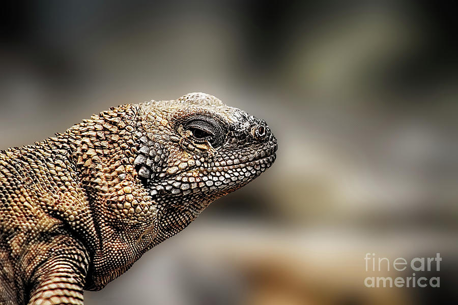 Angel Island Chuckwalla Photograph by Scott Stults - Fine Art America