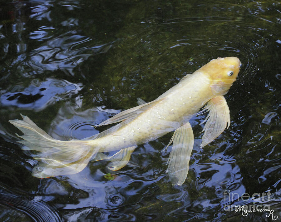 Angel Koi Fish Photograph by Mariarosa Rockefeller